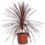 Koolpalm rood